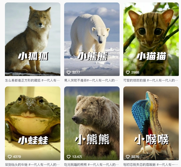 最新搞笑動物百科詳細解說課程，藍海賽道，流量非常大，輕松簽獨家進精選